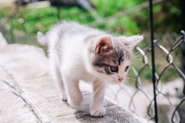 Küçük beyaz gri bir kedi yavrusu tahtada yürüyor ve dünyayı öğreniyor.