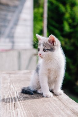 Küçük beyaz gri bir kedi yavrusu tahtada yürüyor ve dünyayı öğreniyor.