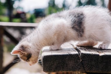 Küçük beyaz gri bir kedi yavrusu tahtada yürüyor ve dünyayı öğreniyor.