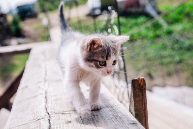 Küçük beyaz gri bir kedi yavrusu tahtada yürüyor ve dünyayı öğreniyor.