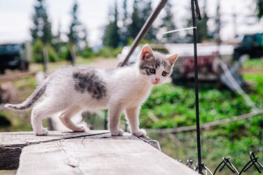 Küçük beyaz gri bir kedi yavrusu tahtada yürüyor ve dünyayı öğreniyor.