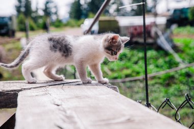 Küçük beyaz gri bir kedi yavrusu tahtada yürüyor ve dünyayı öğreniyor.