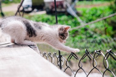 Küçük beyaz gri bir kedi yavrusu tahtada yürüyor ve dünyayı öğreniyor.