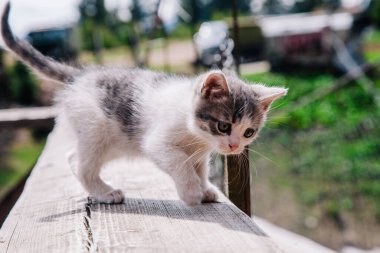 Küçük beyaz gri bir kedi yavrusu tahtada yürüyor ve dünyayı öğreniyor.