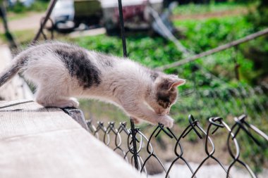 Küçük beyaz gri bir kedi yavrusu tahtada yürüyor ve dünyayı öğreniyor.