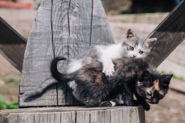 Beyaz-gri ve siyah-kırmızı kediler tahta tahtada oynar ve dünyayı öğrenirler.