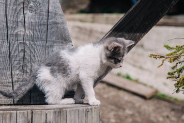 Beyaz-gri ve siyah-kırmızı kediler tahta tahtada oynar ve dünyayı öğrenirler.