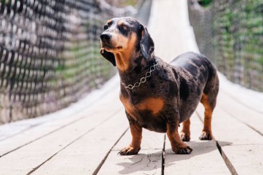 Dachshund köpeği güneşli bir havada tahta asma köprüde yürür.