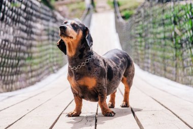Dachshund köpeği güneşli bir havada tahta asma köprüde yürür.