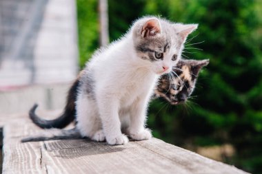 Beyaz-gri ve siyah-kırmızı kediler tahta tahtada oynar ve dünyayı öğrenirler.