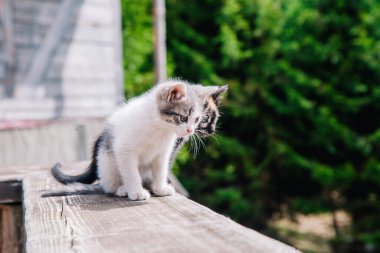 Beyaz-gri ve siyah-kırmızı kediler tahta tahtada oynar ve dünyayı öğrenirler.