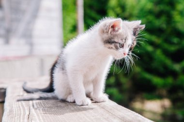 Beyaz-gri ve siyah-kırmızı kediler tahta tahtada oynar ve dünyayı öğrenirler.