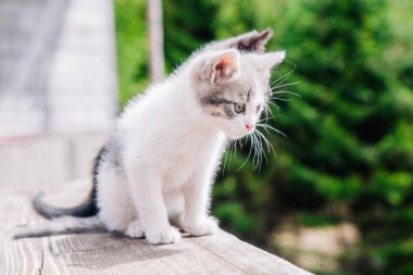 Beyaz-gri ve siyah-kırmızı kediler tahta tahtada oynar ve dünyayı öğrenirler.