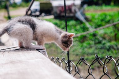 Küçük beyaz gri bir kedi yavrusu tahtada yürüyor ve dünyayı öğreniyor.