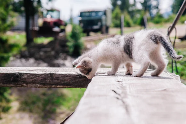 Un pequeño gatito blanco-gris camina sobre el tablero y aprende el mundo — Foto de Stock