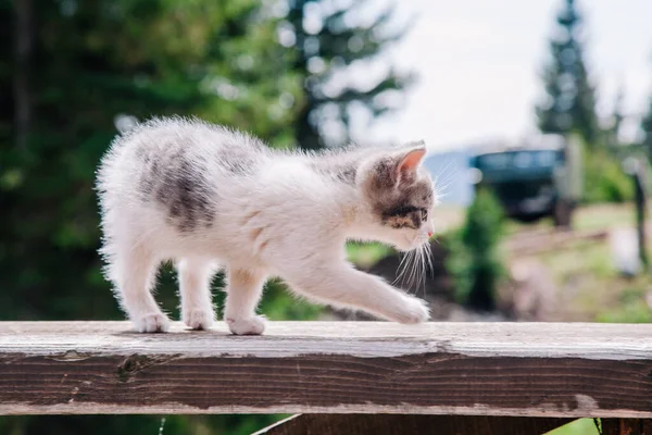 Маленький біло-сірий кошеня ходить на дошці і вивчає світ — стокове фото
