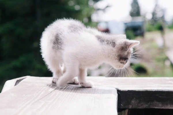 Ein kleines weiß-graues Kätzchen geht auf das Brett und lernt die Welt kennen — Stockfoto
