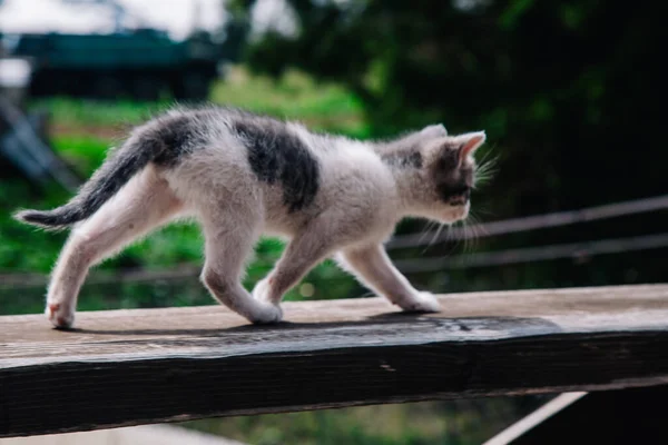 Un petit chaton blanc-gris marche sur le tableau et apprend le monde — Photo