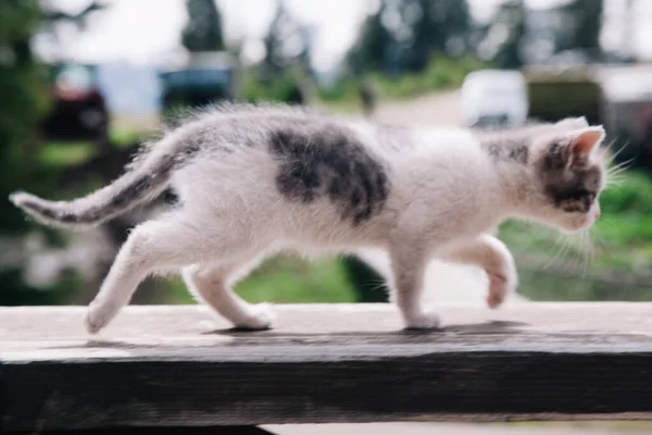 Een klein wit-grijs katje loopt op het bord en leert de wereld — Stockfoto