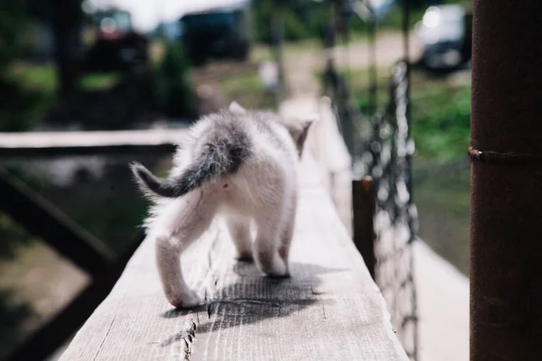 Un pequeño gatito blanco-gris camina sobre el tablero y aprende el mundo — Foto de Stock