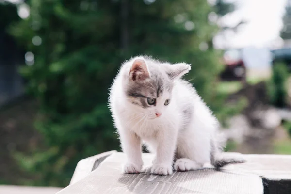 Ein kleines weiß-graues Kätzchen geht auf das Brett und lernt die Welt kennen — Stockfoto