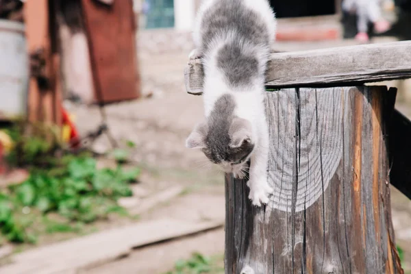 A small white-gray kitten walks on the board and learns the world — Foto de Stock