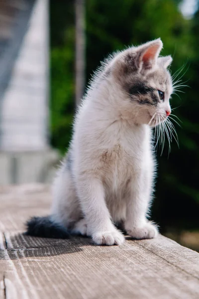 Un pequeño gatito blanco-gris camina sobre el tablero y aprende el mundo — Foto de Stock