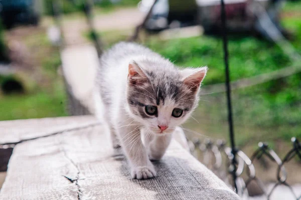 Egy kis fehér-szürke cica sétál a táblán, és megtanulja a világot — Stock Fotó
