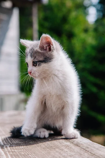 Un pequeño gatito blanco-gris camina sobre el tablero y aprende el mundo — Foto de Stock