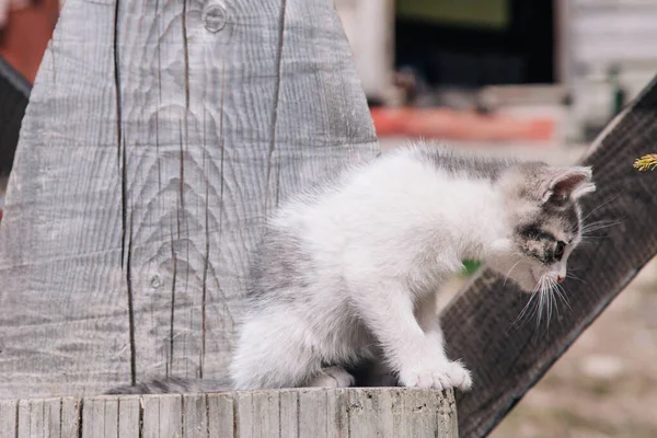 Wit-grijze en zwart-rode kittens spelen op een houten plank en leren over de wereld — Stockfoto