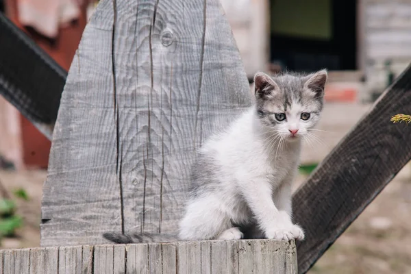 Wit-grijze en zwart-rode kittens spelen op een houten plank en leren over de wereld — Stockfoto
