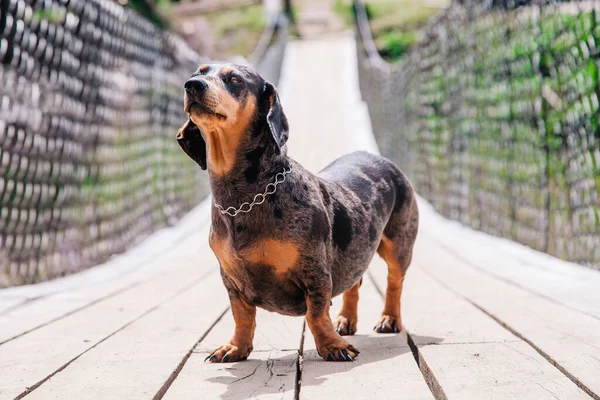A dachshund dog walks on a wooden suspension bridge in sunny weather — Stock Photo, Image
