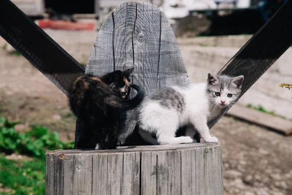 Blanco-gris y negro-rojo gatitos jugar en un tablero de madera y aprender acerca del mundo — Foto de Stock