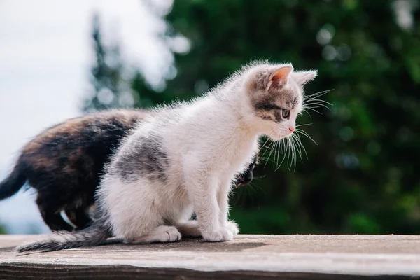 Weißgraue und schwarz-rote Kätzchen spielen auf einem Holzbrett und lernen die Welt kennen — Stockfoto
