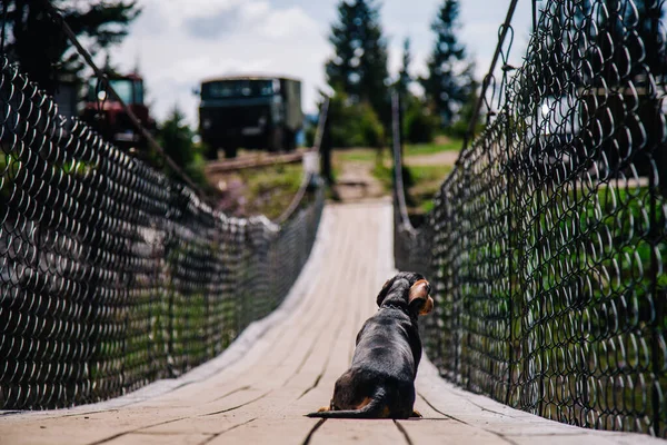 Собака ходит по деревянному подвесному мосту в солнечную погоду — стоковое фото