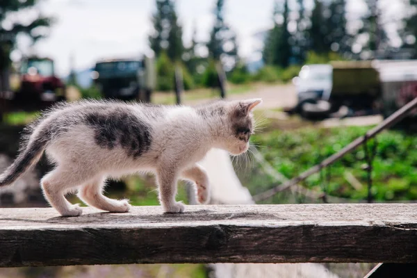 A small white-gray kitten walks on the board and learns the world — стоковое фото