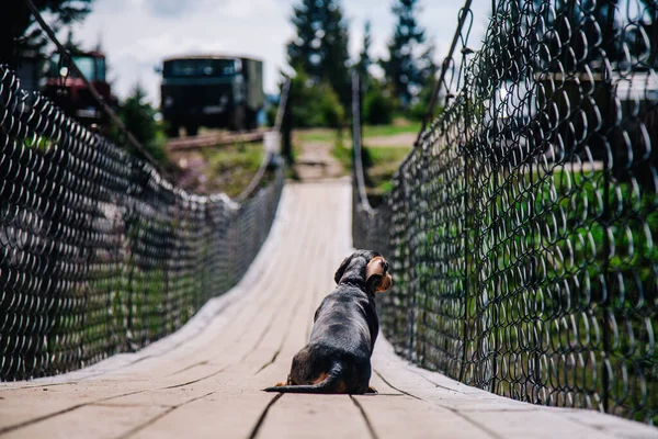Собака ходит по деревянному подвесному мосту в солнечную погоду — стоковое фото