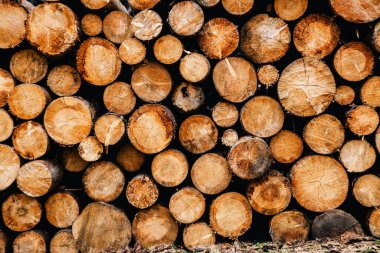 Ağaç gövdeleri yığılır, kereste orman orman sanayisi. Geniş pankart ya da panorama ağır ağaç gövdeleri. 
