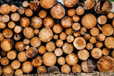 Ağaç gövdeleri yığılır, kereste orman orman sanayisi. Geniş pankart ya da panorama ağır ağaç gövdeleri. 