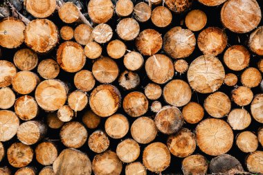 Ağaç gövdeleri yığılır, kereste orman orman sanayisi. Geniş pankart ya da panorama ağır ağaç gövdeleri. 