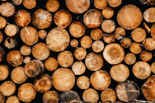 Ağaç gövdeleri yığılır, kereste orman orman sanayisi. Geniş pankart ya da panorama ağır ağaç gövdeleri. 