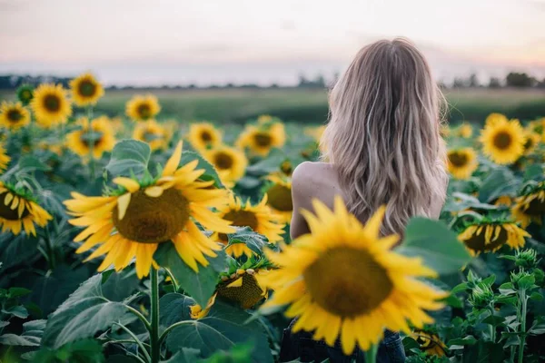 Joven Delgada Con Cabello Suelto Campo Girasoles Atardecer Foto Alta —  Fotos de Stock