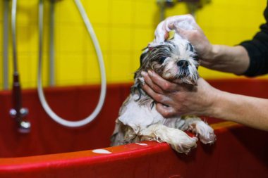 Bir güzellik salonunda küçük bir köpek şampuanla yıkanır. Yüksek kalite fotoğraf