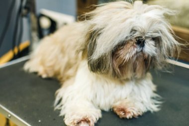 Küçük, tüylü, beyaz köpek hayvanlar için bir güzellik salonunda saç tıraşı olmayı bekliyor. Yüksek kalite fotoğraf