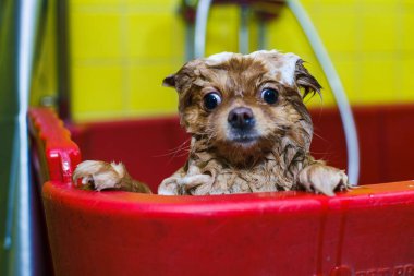 Küçük bir köpek hayvanlar için bir güzellik salonunda şampuanla yıkanır. Yüksek kalite fotoğraf