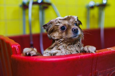Küçük bir köpek hayvanlar için bir güzellik salonunda şampuanla yıkanır. Yüksek kalite fotoğraf