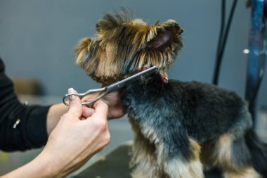 Küçük bir köpek, hayvanlar için bir güzellik salonunda makasla kesilir. Yakın plan. Yüksek kalite fotoğraf