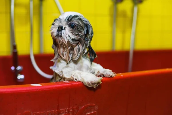 a small dog is washed with shampoo in a beauty salon. High quality photo