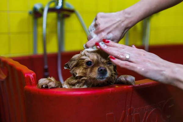 a small dog is washed with shampoo in a beauty salon for animals. High quality photo