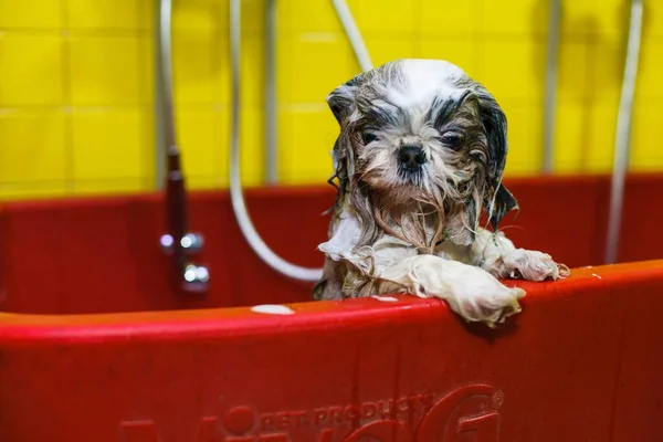 a small dog is washed with shampoo in a beauty salon. High quality photo